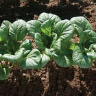 Koji Koji Asian Greens