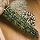 Oaxacan Green Dry Corn