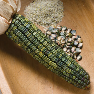 Oaxacan Green Dry Corn