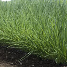 Polyvert Standard Chives
