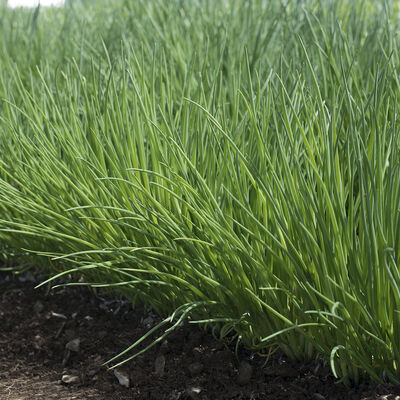 Polyvert Standard Chives