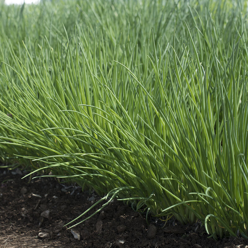 Polyvert Standard Chives