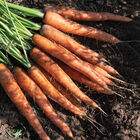 Caravel Early Carrots