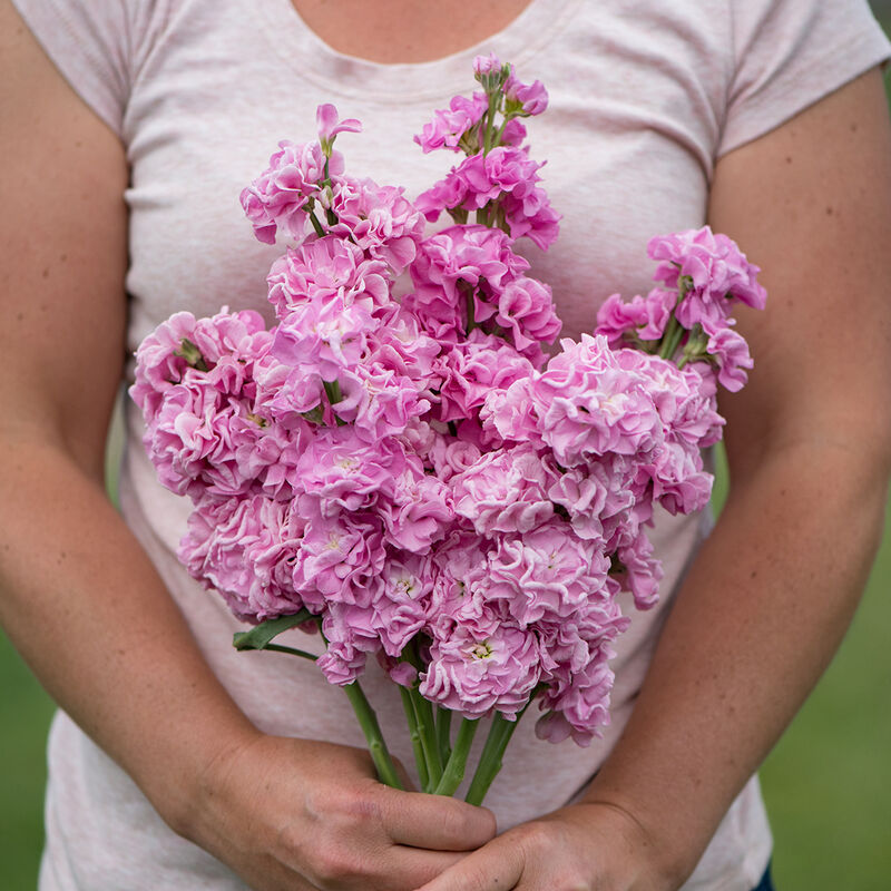 Flower Stock Iron Pink 50 Non-GMO, Heirloom Seeds