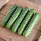 Katrina Seedless and Thin-skinned Cucumbers