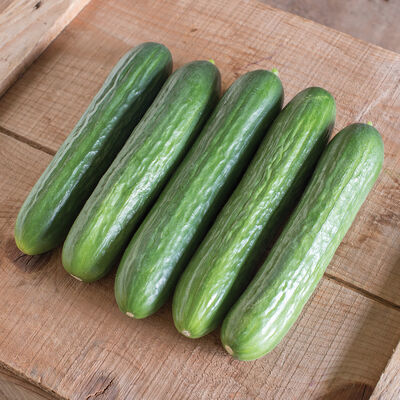 Katrina Katrina Seedless and Thin-skinned Cucumbers