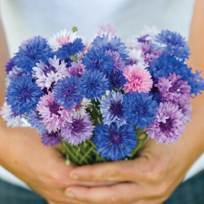 Choice Mix Choice Mix Centaurea (Bachelor's Button)