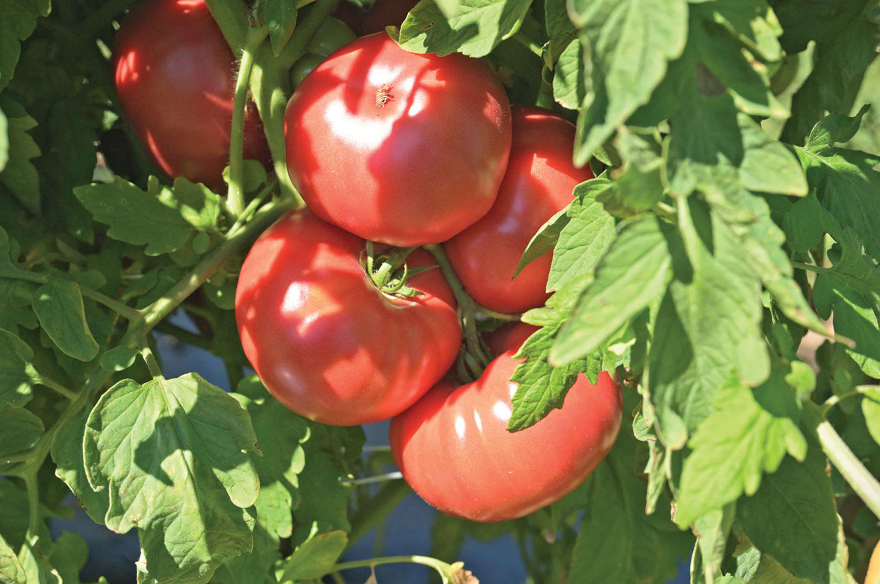 Abigail (F1) - Organic Pink Tomato Seeds | Johnny's Selected Seeds