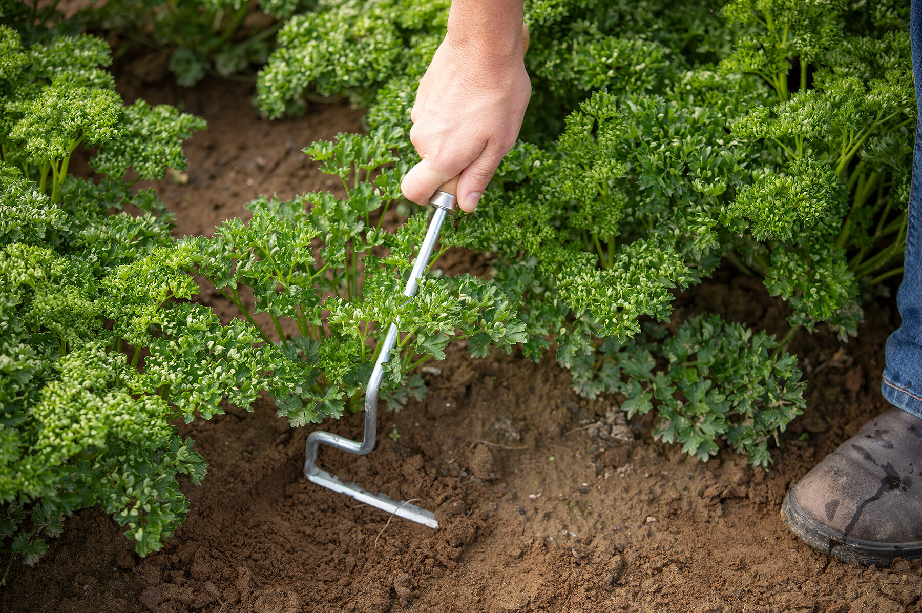 Wire weeder shop