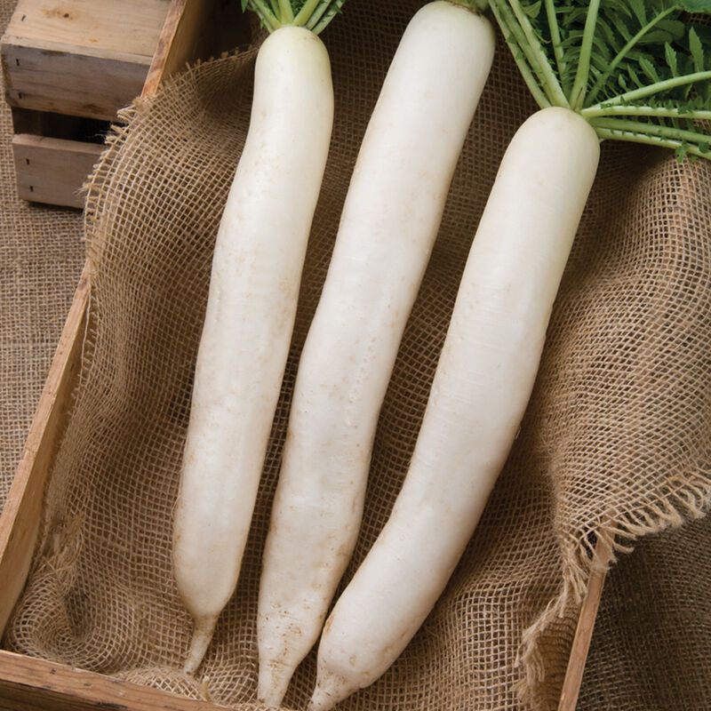 Summer Cross No. 3 - Daikon Radish Seeds | Johnny's Selected Seeds