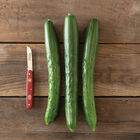 Tasty Jade Tasty Jade Specialty Cucumbers