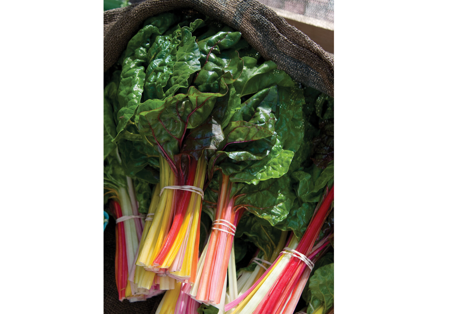 Bright Lights Swiss Chard