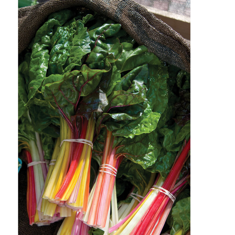 Bright Lights Swiss Chard