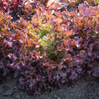 Ezflor One-Cut Lettuce