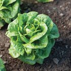 Winter Density Romaine Lettuce (Cos)