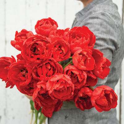 Miranda Tulips