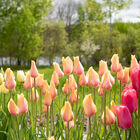 Blushing Beauty Tulips