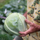 Bronco Fresh Market Cabbage