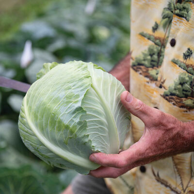 Bronco Fresh Market Cabbage