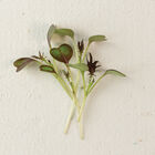 Kale, KX-1 Microgreen Vegetables