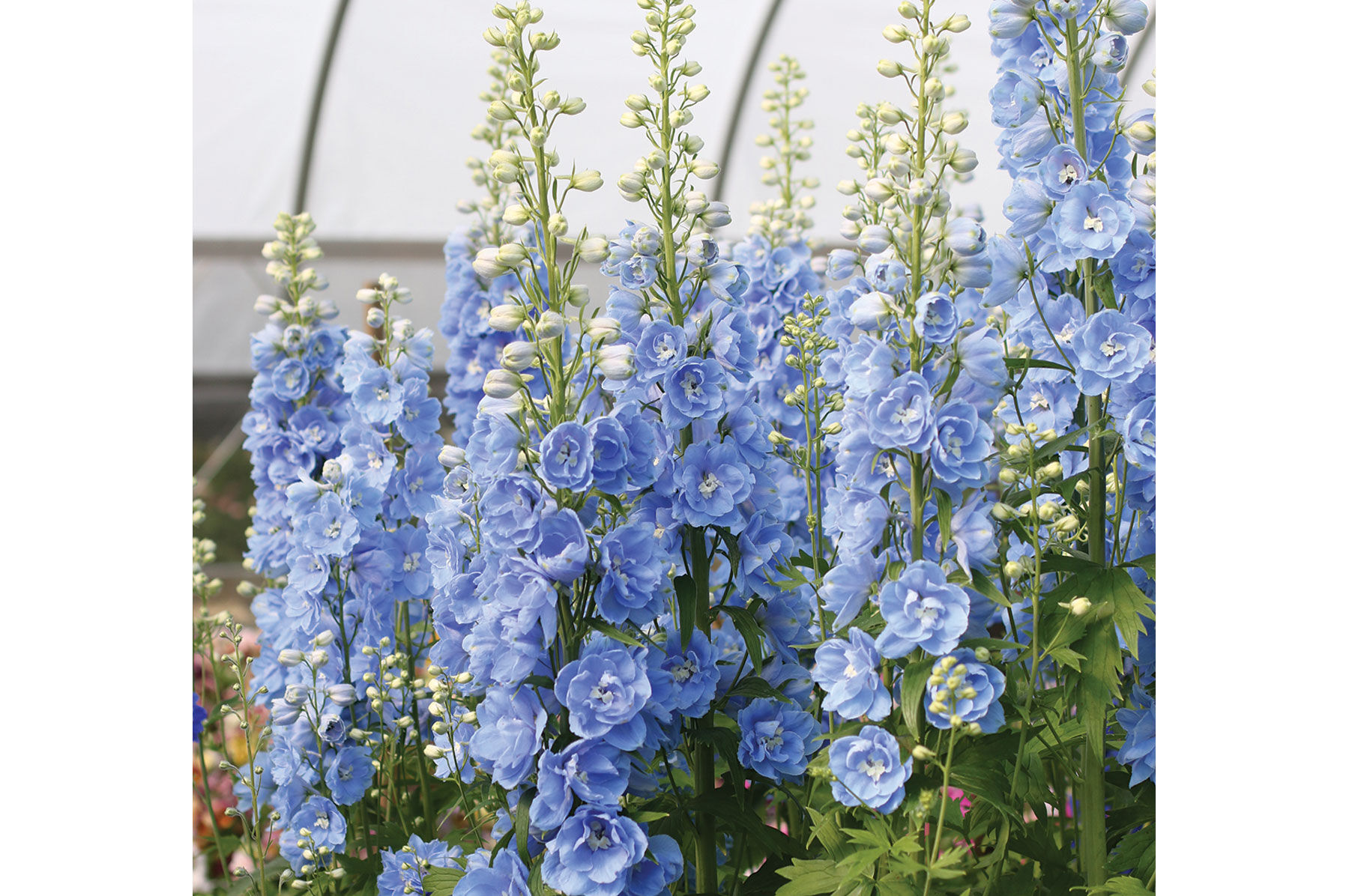 Candle Light Blue Shades - (F1) Delphinium Seed | Johnny's