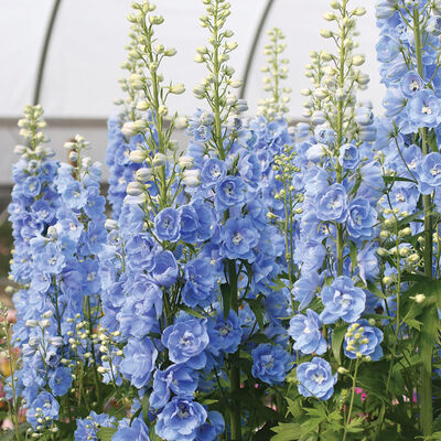 Candle Light Blue Shades Delphinium