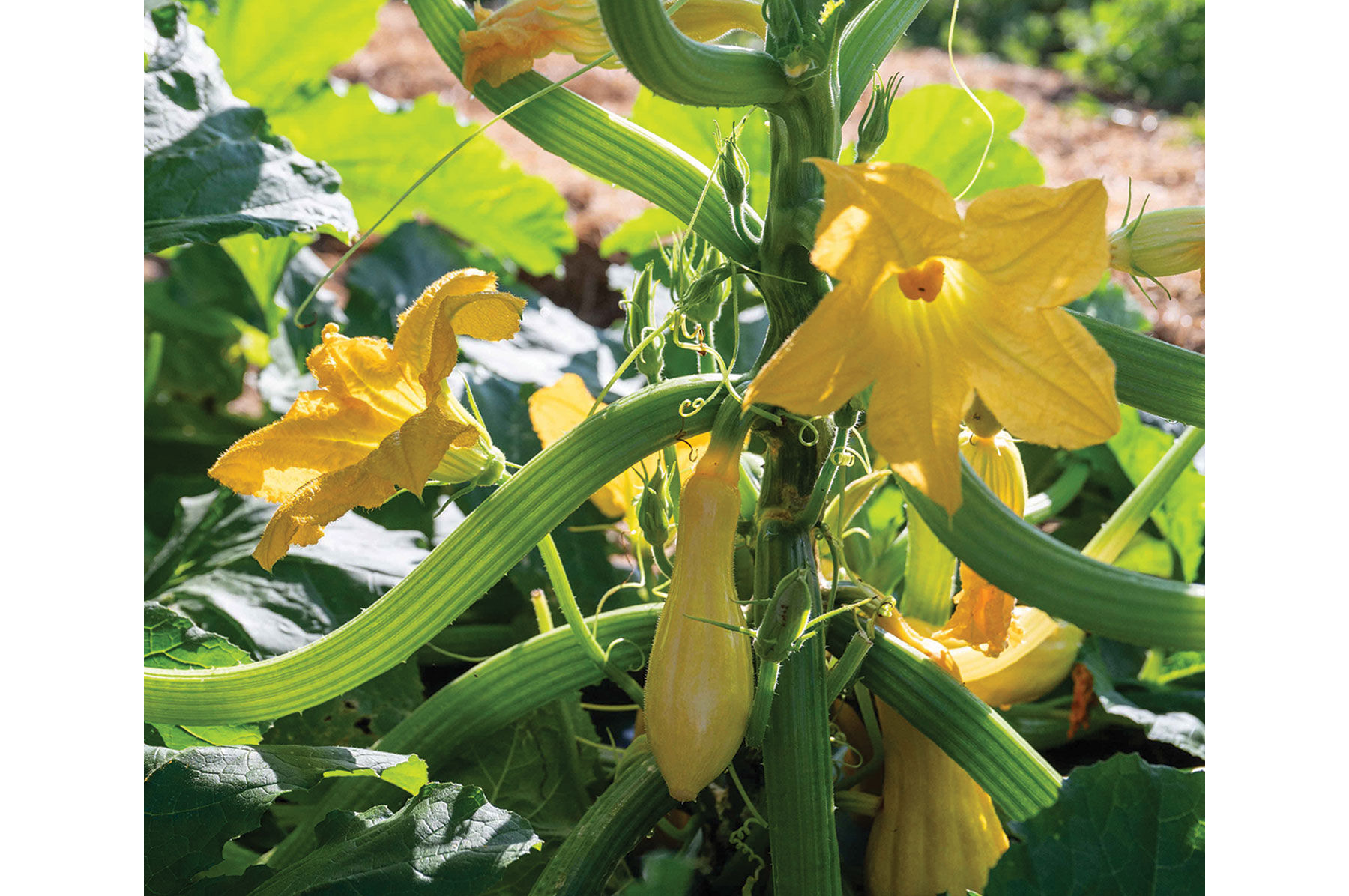 Tempest Summer Squash