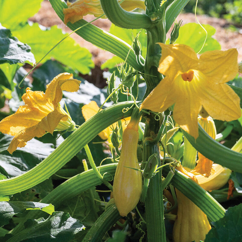 Tempest Summer Squash