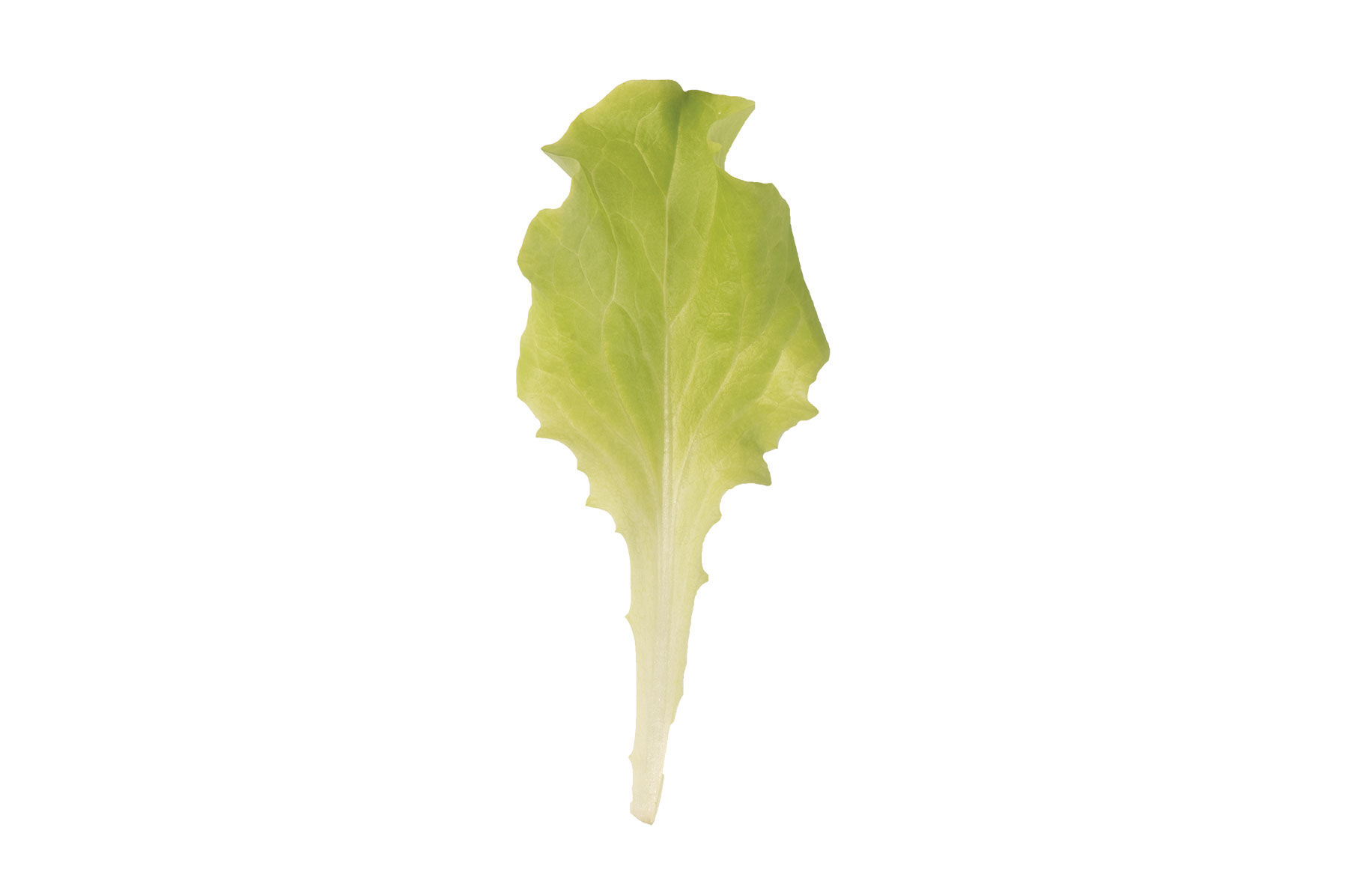 Black Seeded Simpson Leaf Lettuce