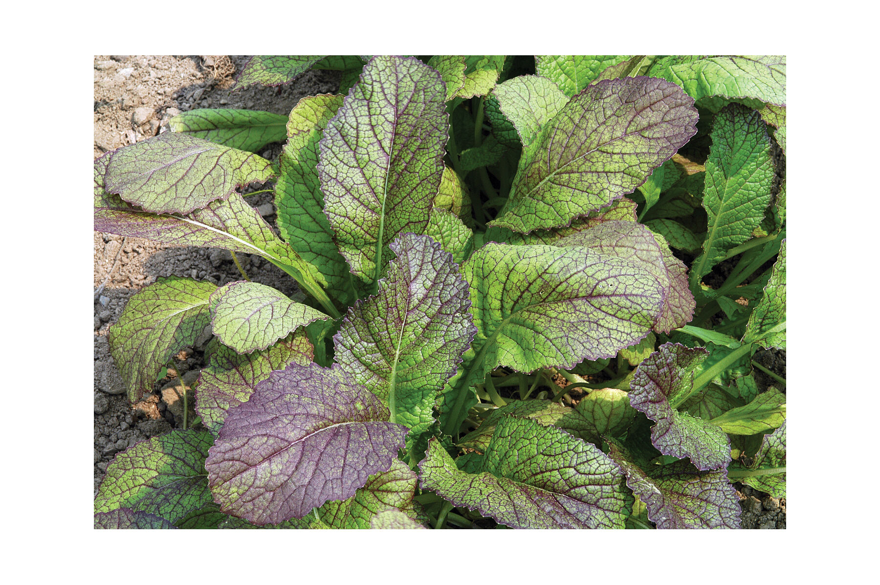 Red Giant Mustard Greens