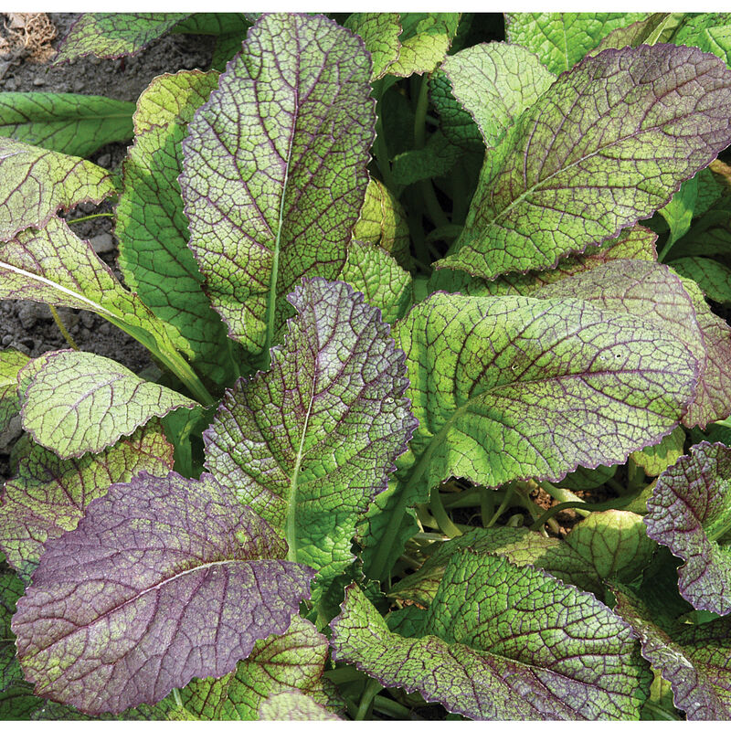 Red Giant Red Giant Mustard Greens