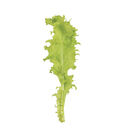 Sempre Bianca Endive
