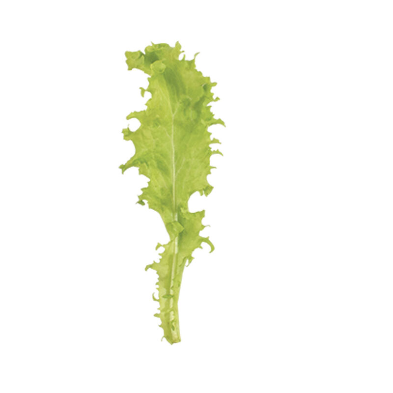Sempre Bianca Endive