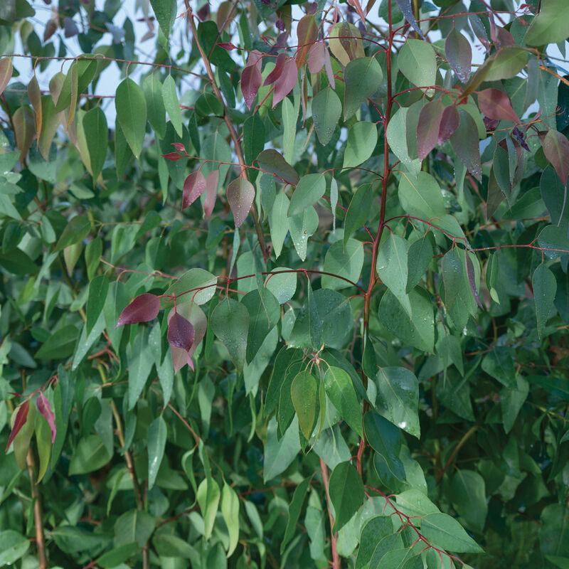 E. tereticornis Eucalyptus