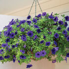 Easy Wave® Blue Petunia