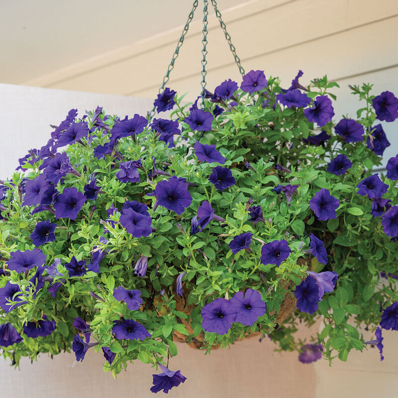 Easy Wave® Blue Petunia