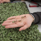 Shiso, Britton Microgreen Herbs