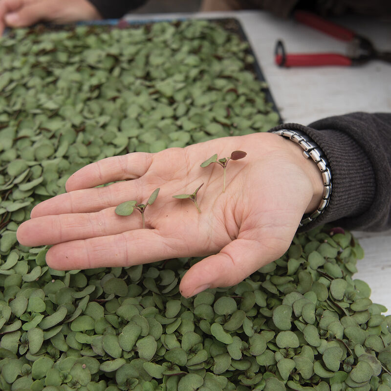Shiso, Britton Microgreen Herbs