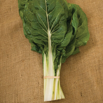 Fordhook Giant Fordhook Giant Swiss Chard