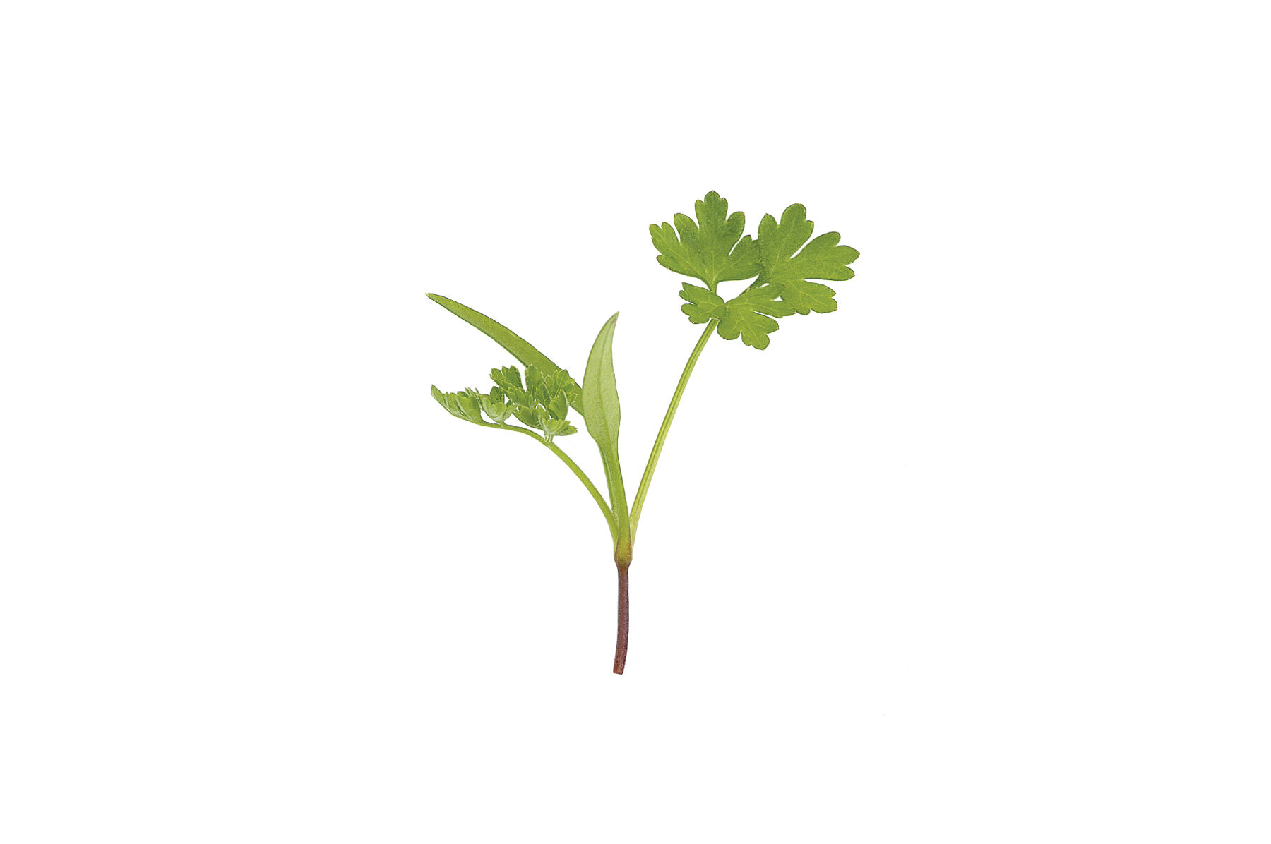 Chervil Microgreen Herbs