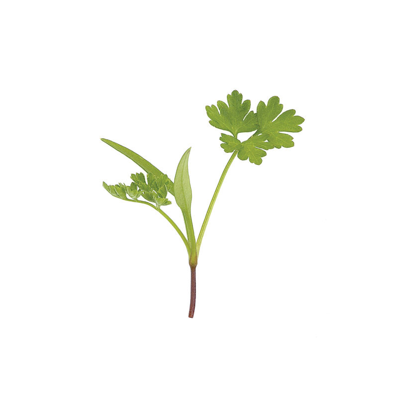 Chervil Microgreen Herbs