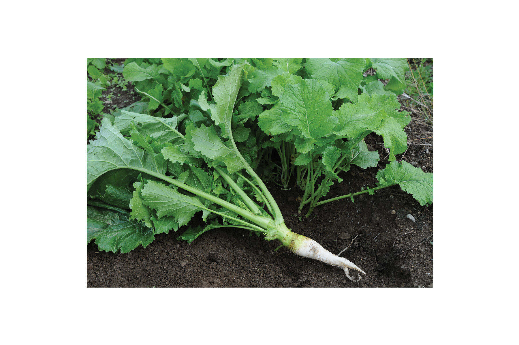 Oilseed Radish Radishes (Cover Crop)