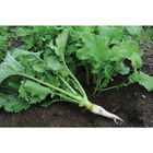 Oilseed Radish Oilseed Radish Radishes (Cover Crop)