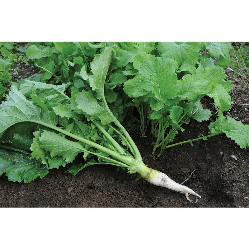 Oilseed Radish Radishes (Cover Crop)