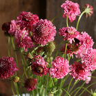 Salmon Rose Salmon Rose Scabiosa (Pincushion Flower)