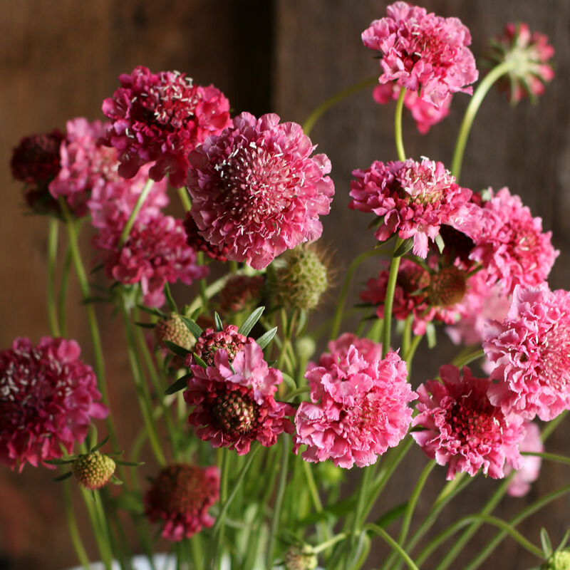 Salmon Rose Salmon Rose Scabiosa (Pincushion Flower)