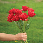 Red Foxtrot® Tulips
