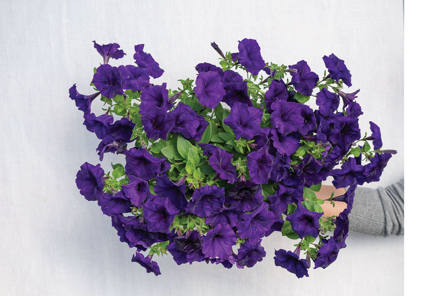 Petunia Seeds | Johnny's Selected Seeds