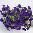 Easy Wave® Blue Petunia