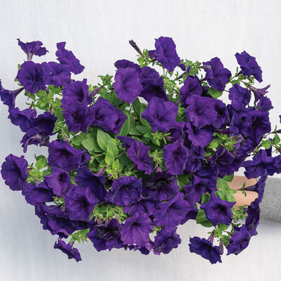 Easy Wave® Blue Petunia